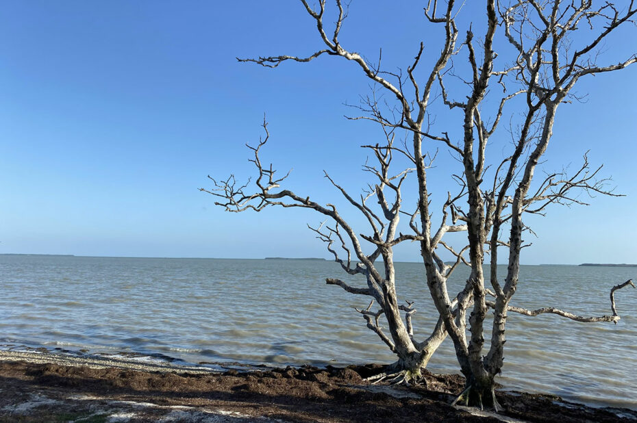 Arbre sur la rive de West Lake