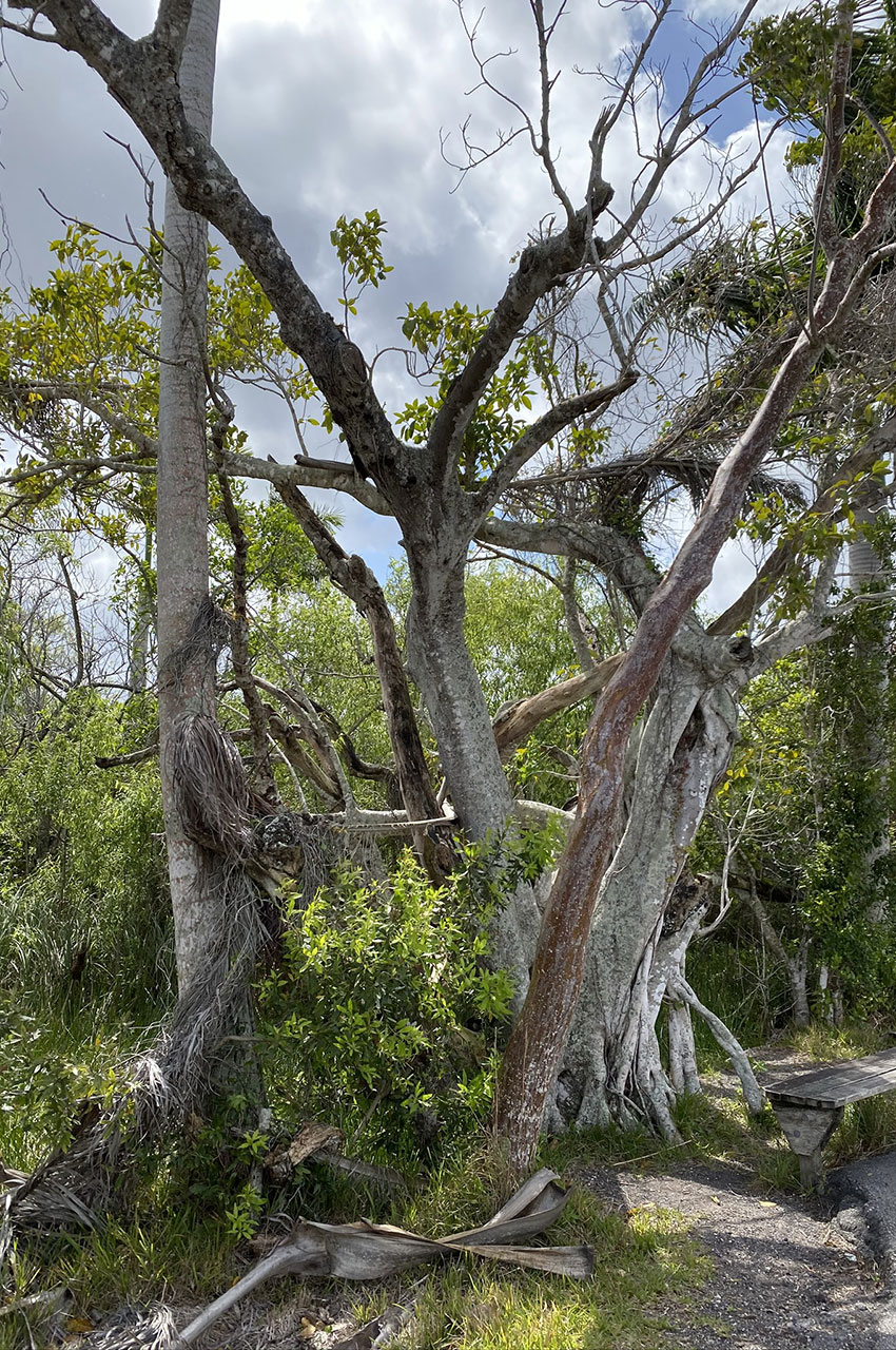 Arbre aux troncs et branches enchevêtrées