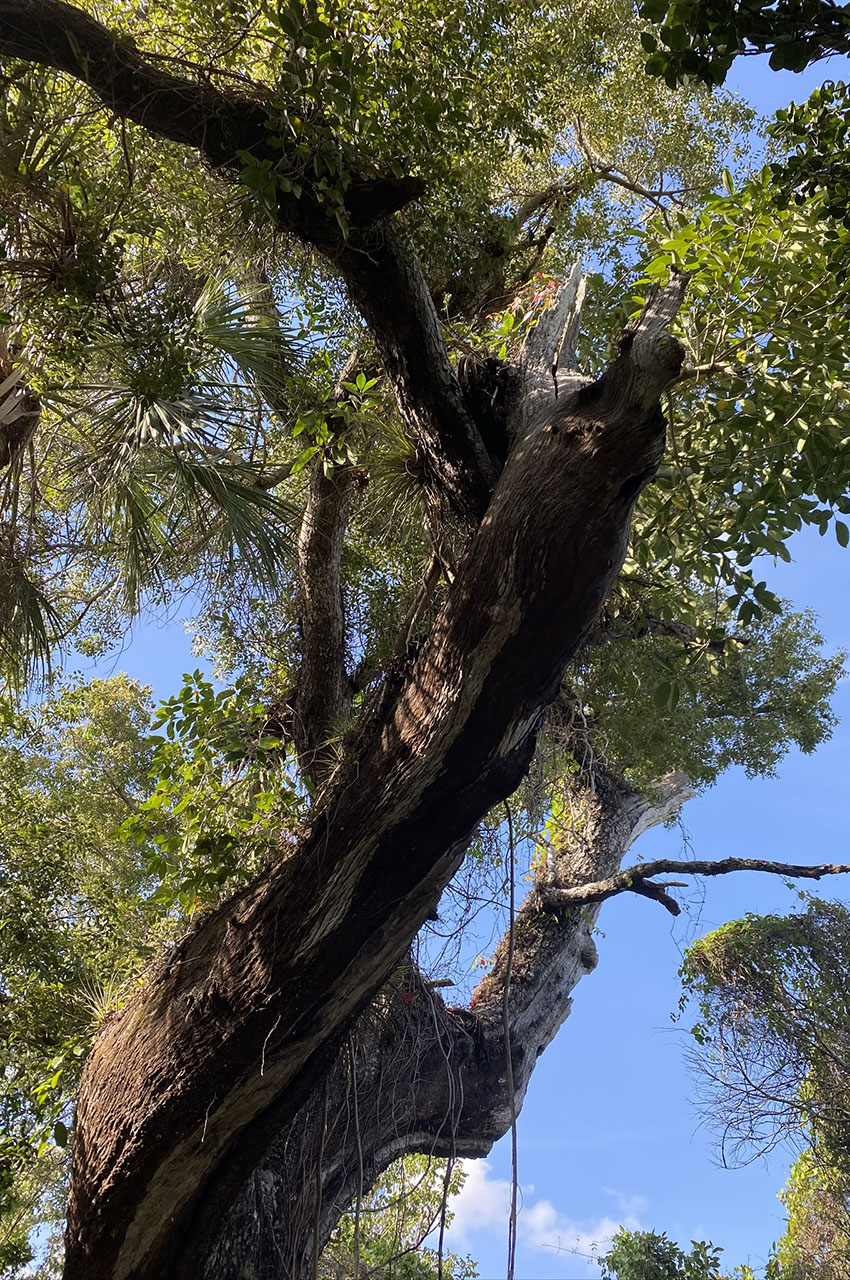 Les arbres s'élancent vers le ciel