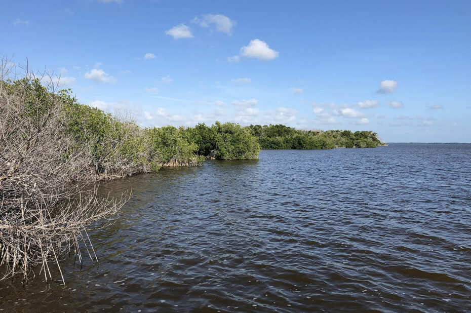 Au bord de West Lake, la mangrove cohabite avec les palétuviers