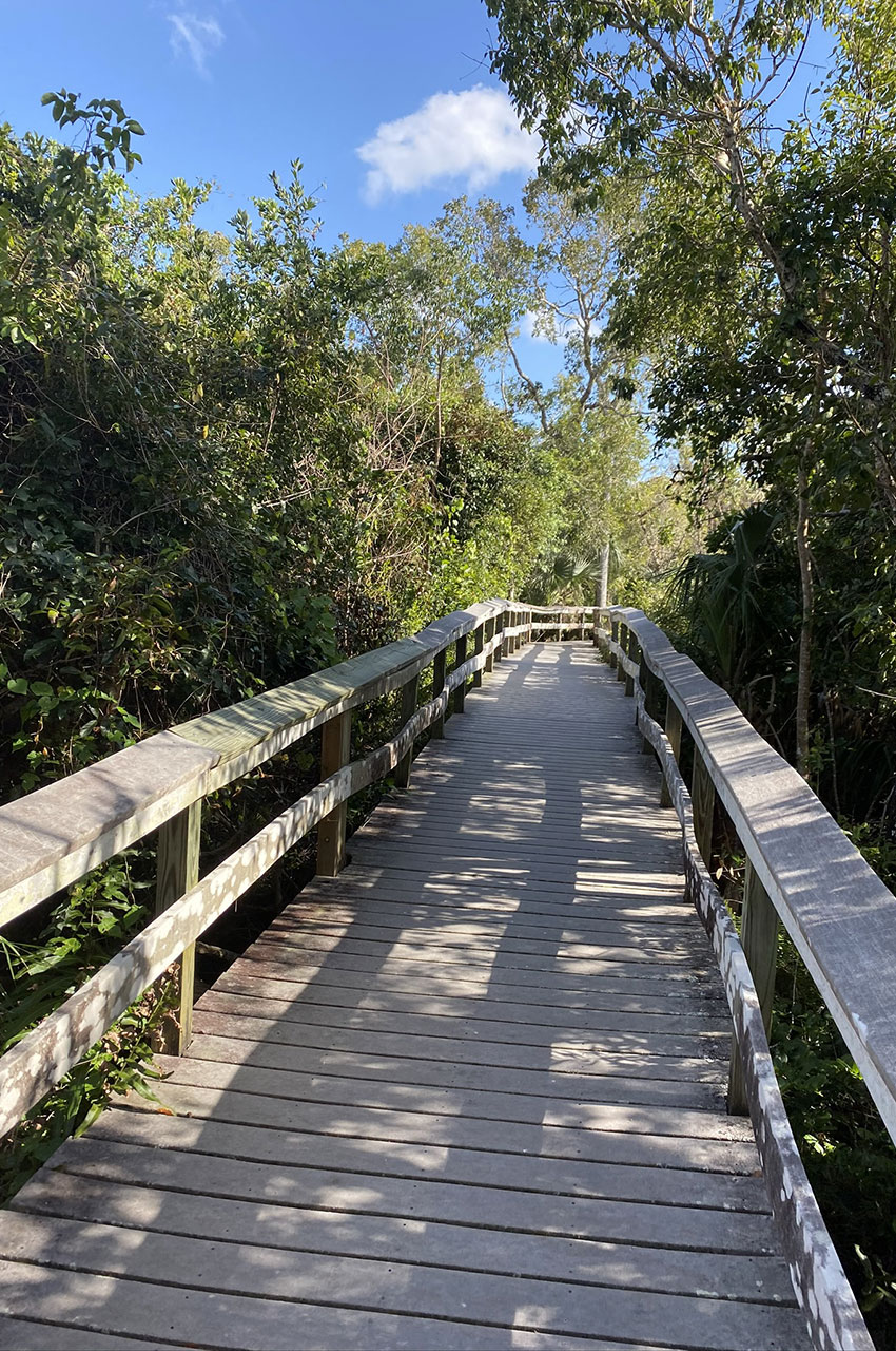 Chemin de West Lake Trail traversant une forêt de palétuviers