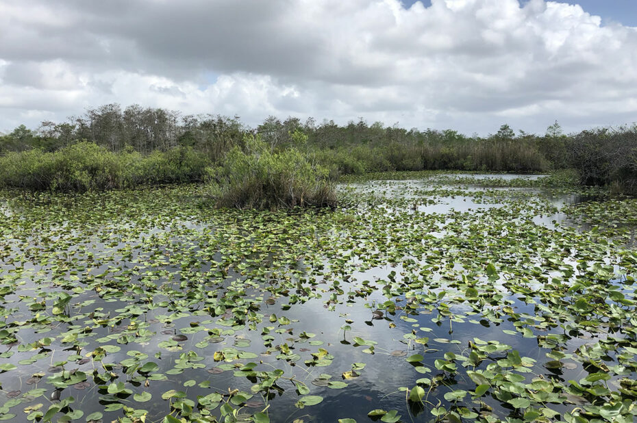 Les feuilles des nénuphars recouvrent l'eau