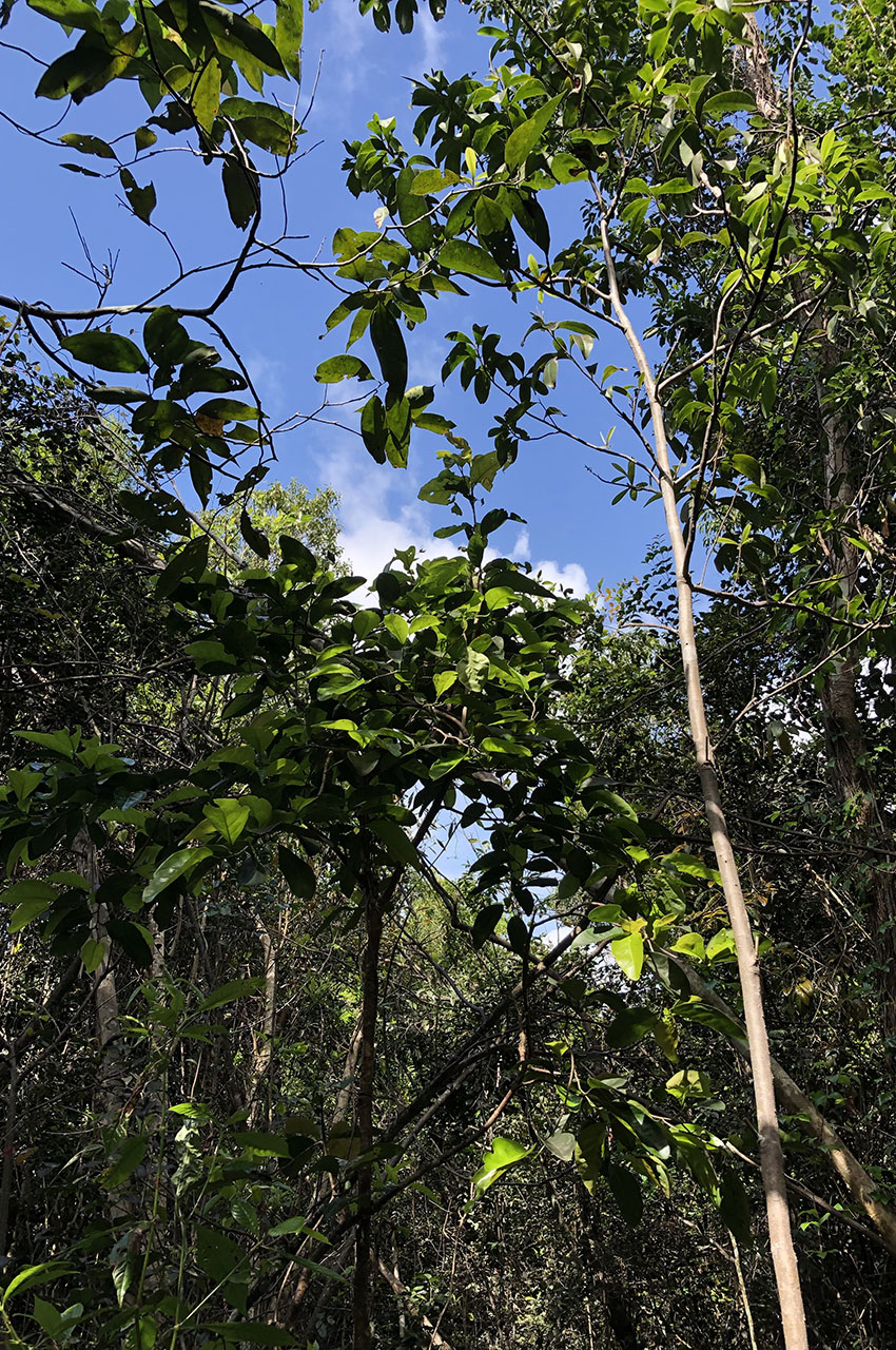 Feuillus sur le Gumbo Lumbo Trail