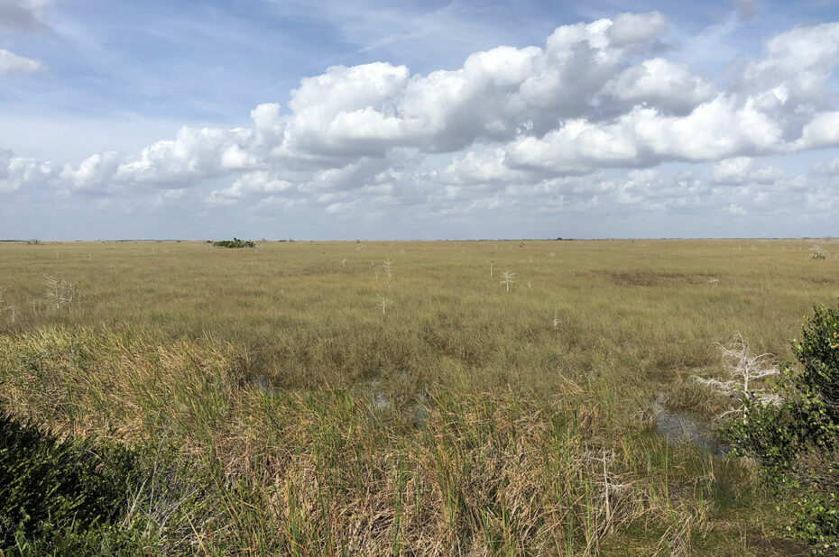 Hautes herbes dans les marais de Paradise Key Hammock