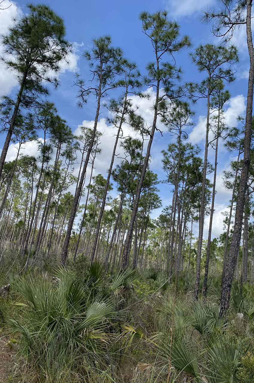 Les hauts pins de Pinelands Trail