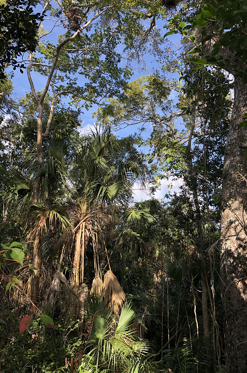 Dans la jungle de Mahogany Hammock Trail