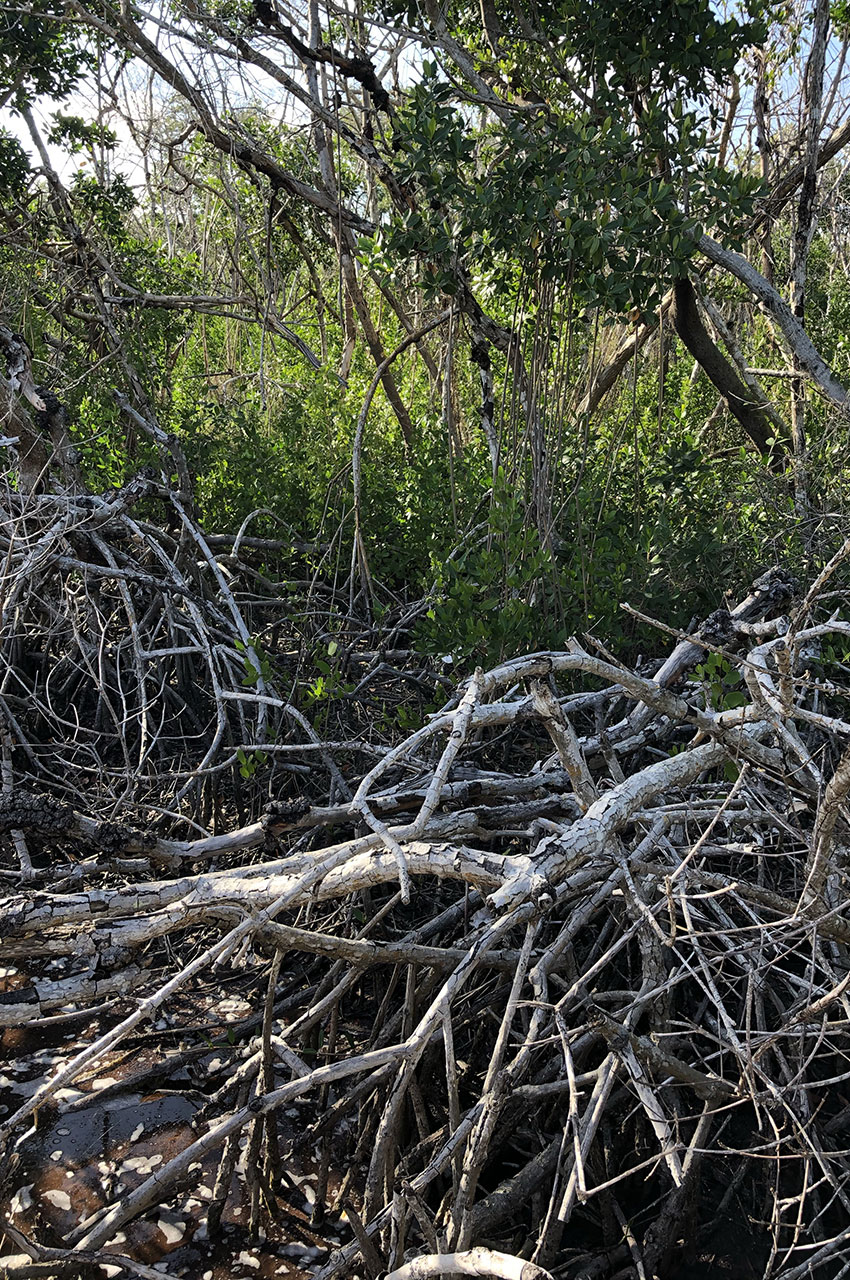 Mangrove