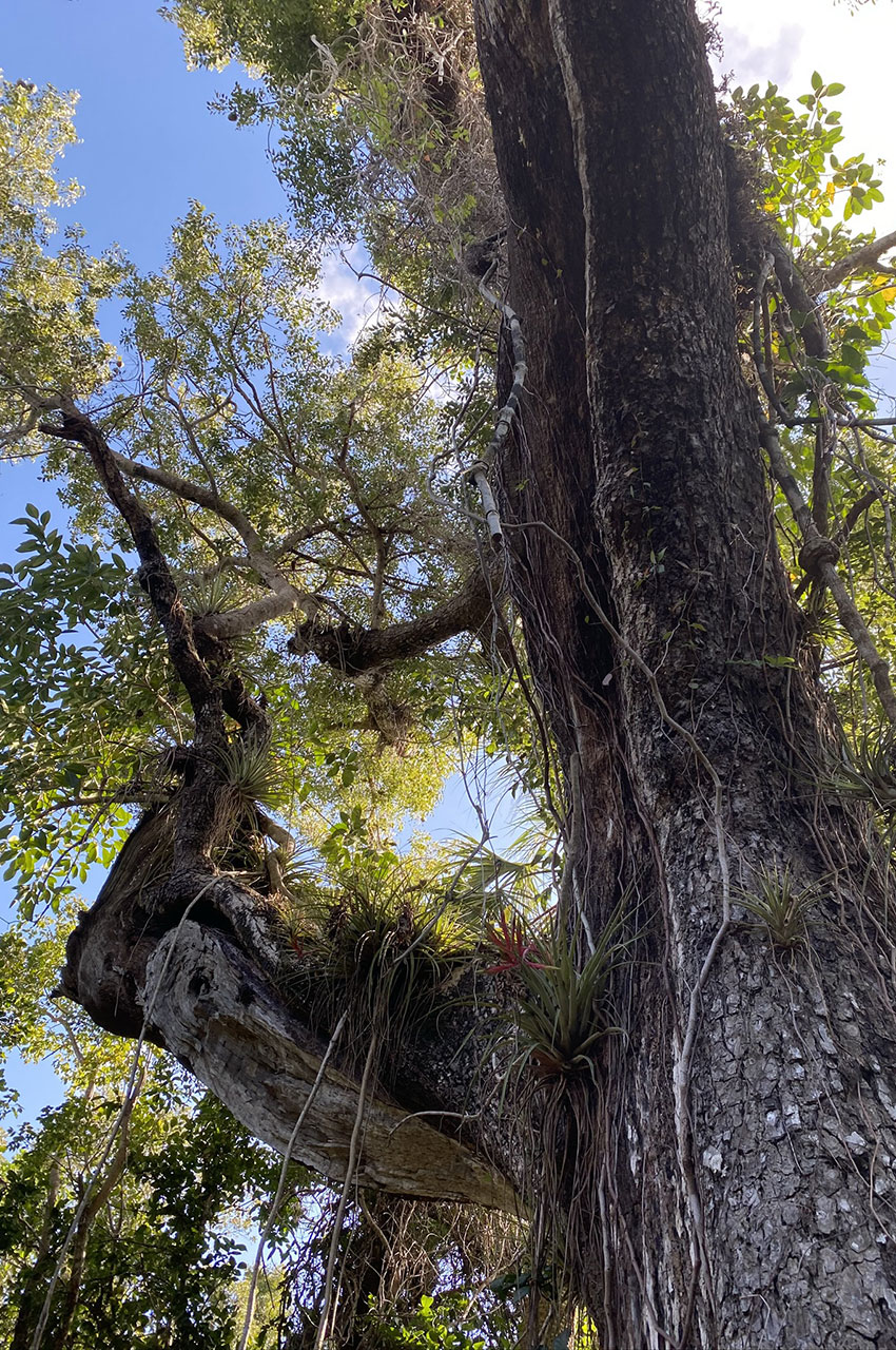 De nombreuses espèces d'arbres vivent dans le parc des Everglades