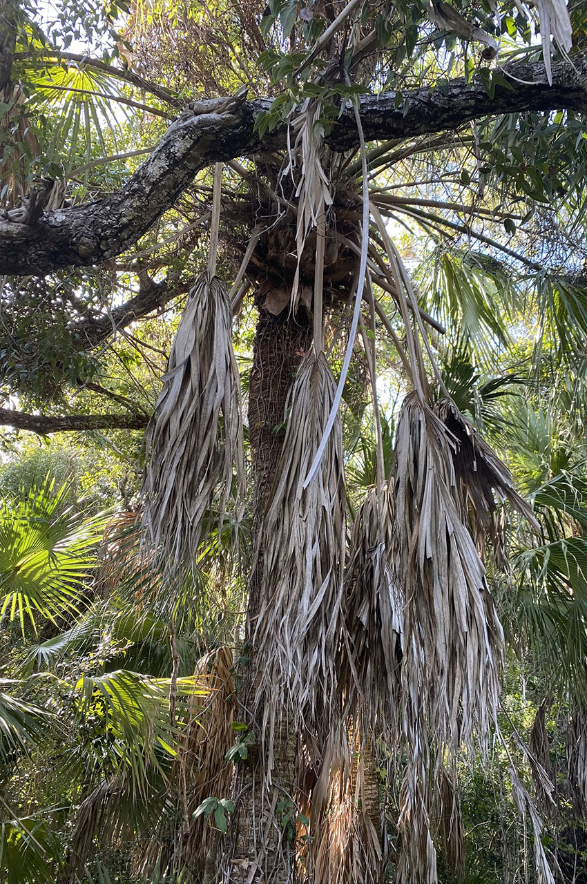 Nombreux arbres dans la jungle des Everglades