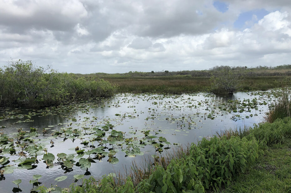 Paysage de marais le long du Anhinga Trail