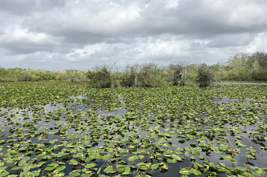 Paysage magnifique le long de l'Anhinga trail à Royal Palm