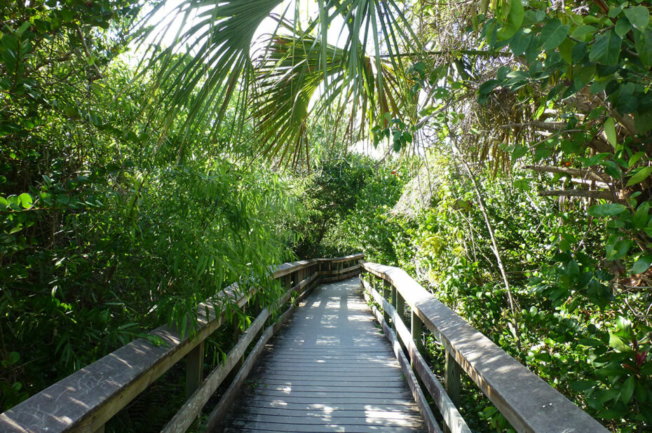 Promenade au cœur de la nature verdoyante