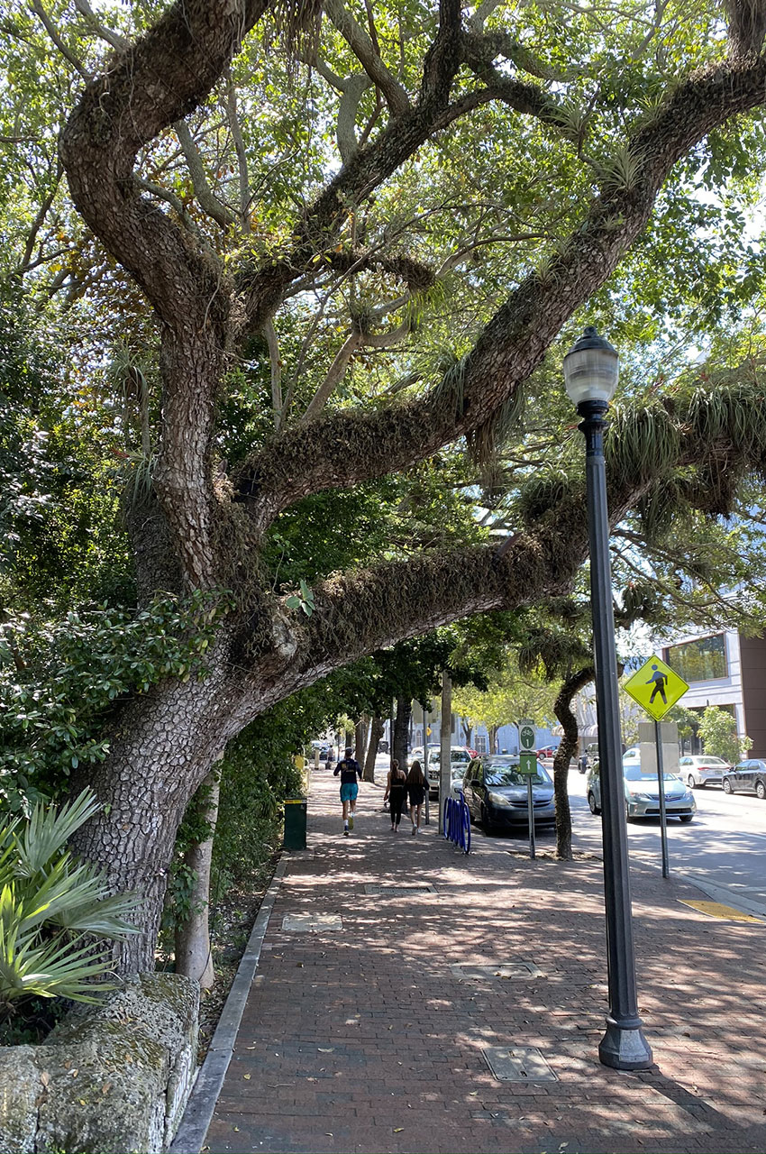 Promenade le long des rues arborées de Coconut Grove