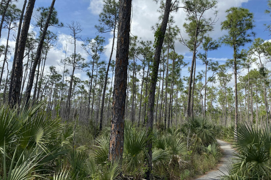 Promenade sur Pinelands Trail