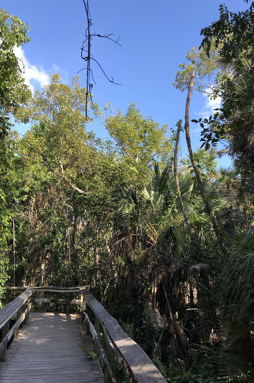 Le sentier aménagé traverse la jungle pour une parfaite observation