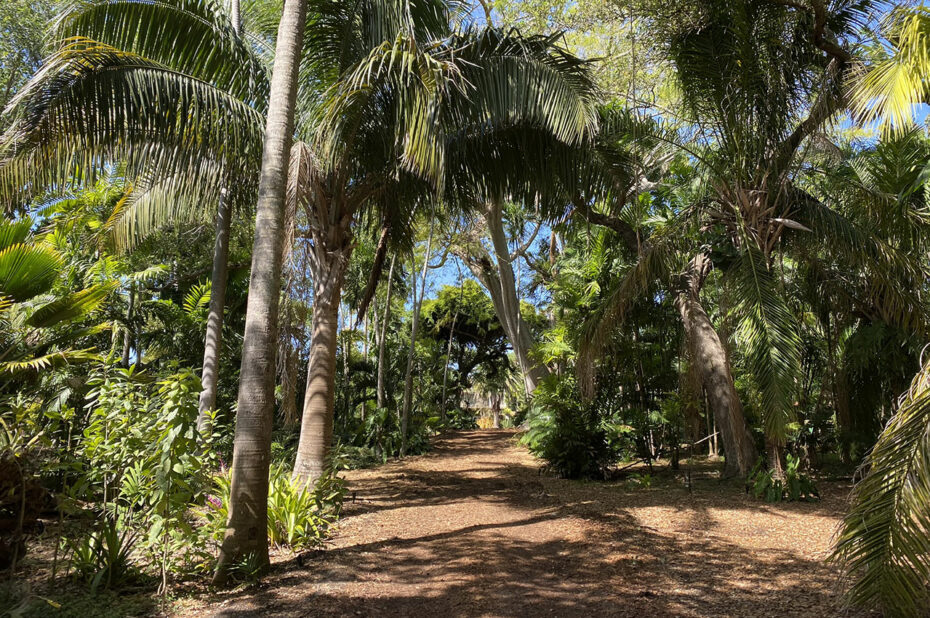 Allée ombragée sous les palmiers