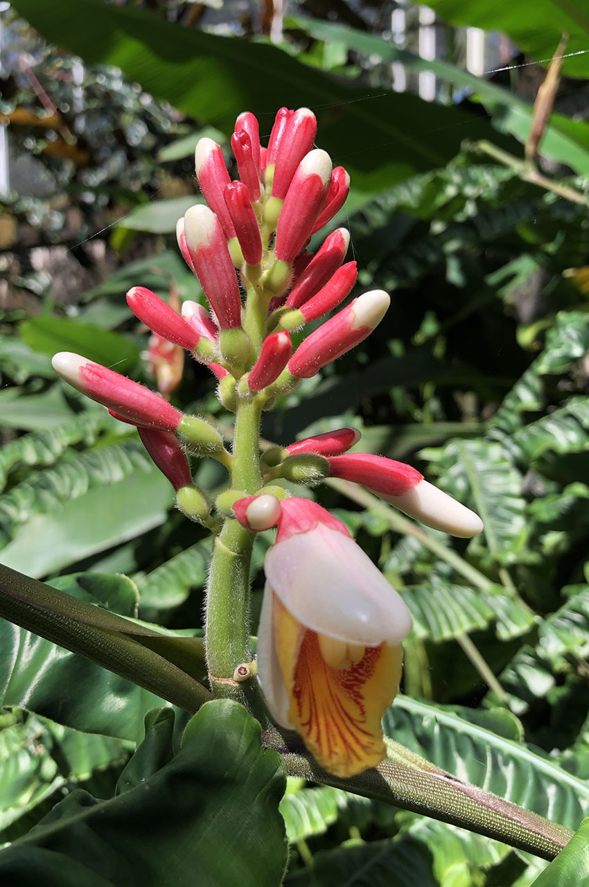 Alpinia zerumbet ou gingembre à coquille