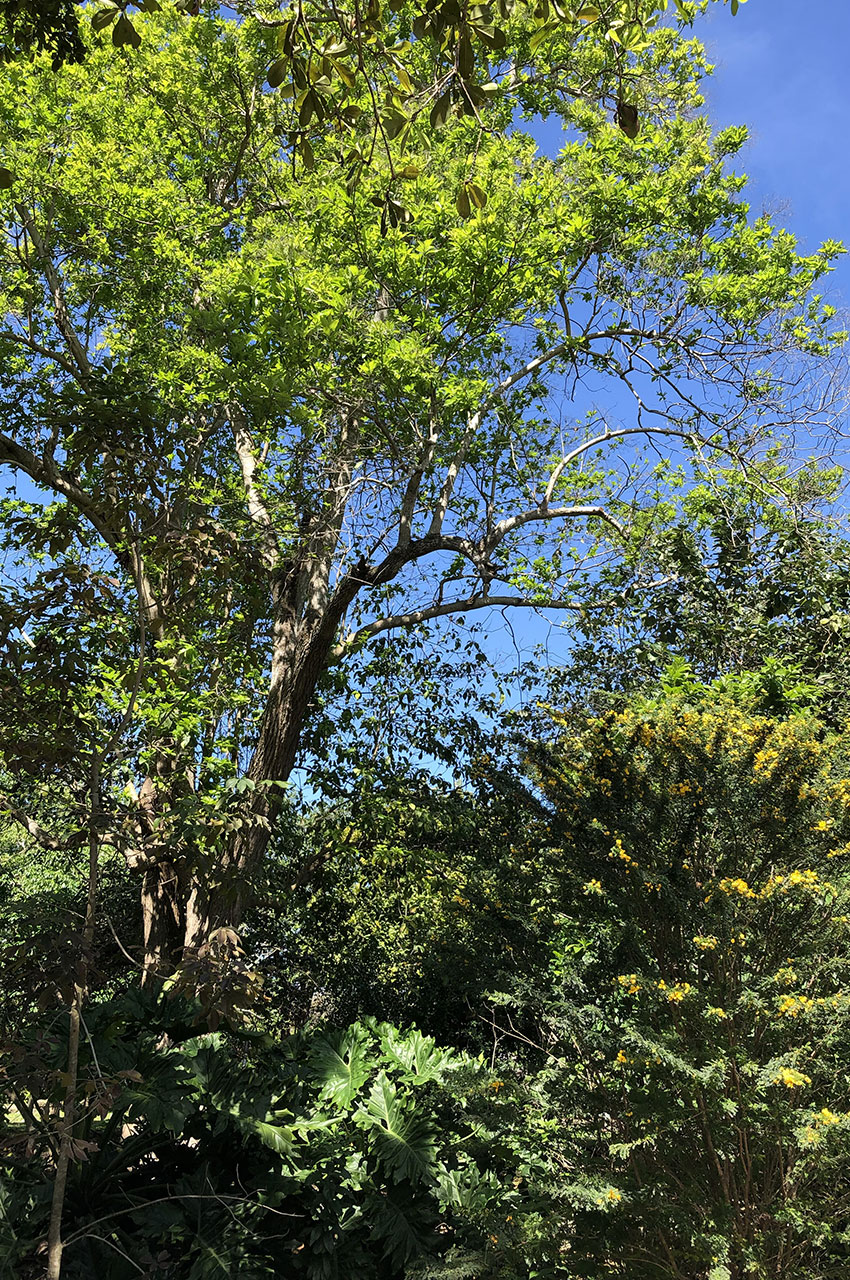 Des arbres de toutes tailles