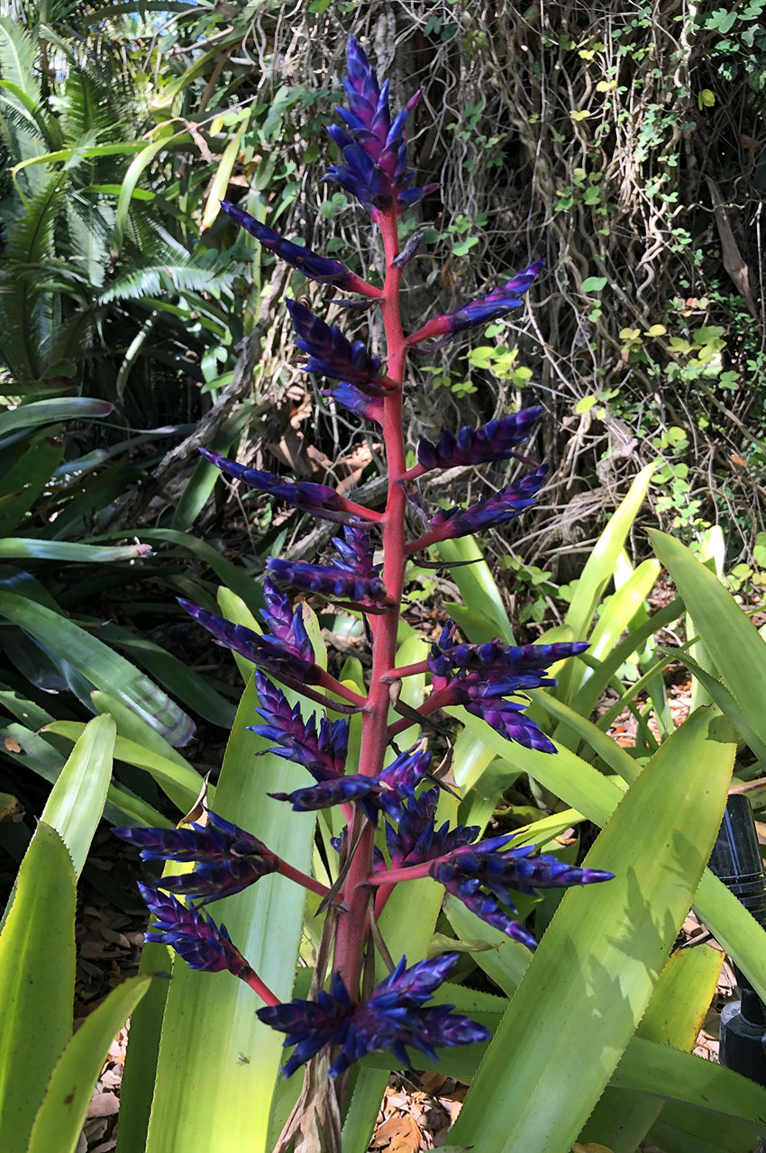 Broméliacée Aechmea Blue Tango