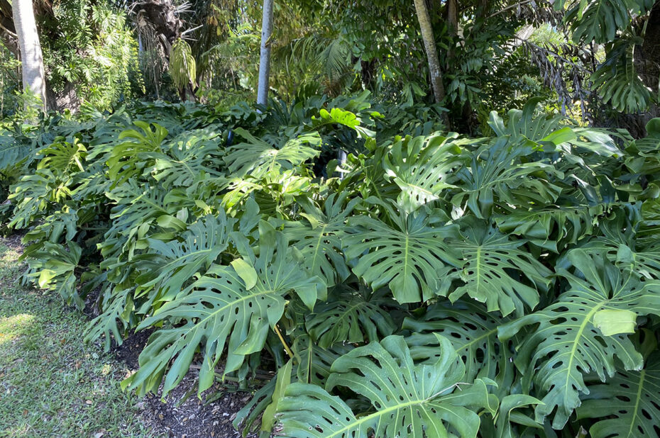 Faux philodendron ou plante gruyère