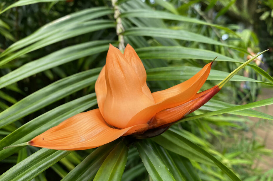 Un Freycinetia et ses fleurs rouge-orangé