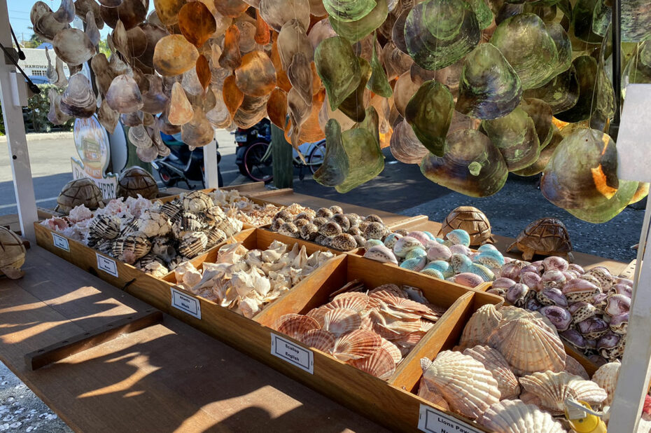 Grand choix de coquillages à rapporter comme souvenirs