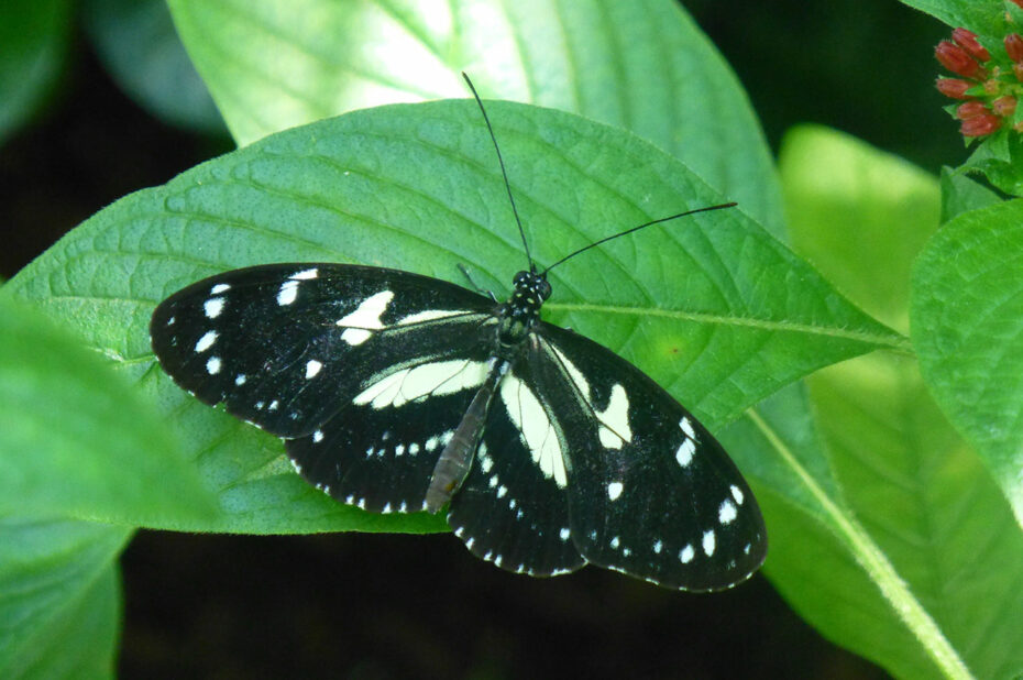 Heliconius atthis (papillon)