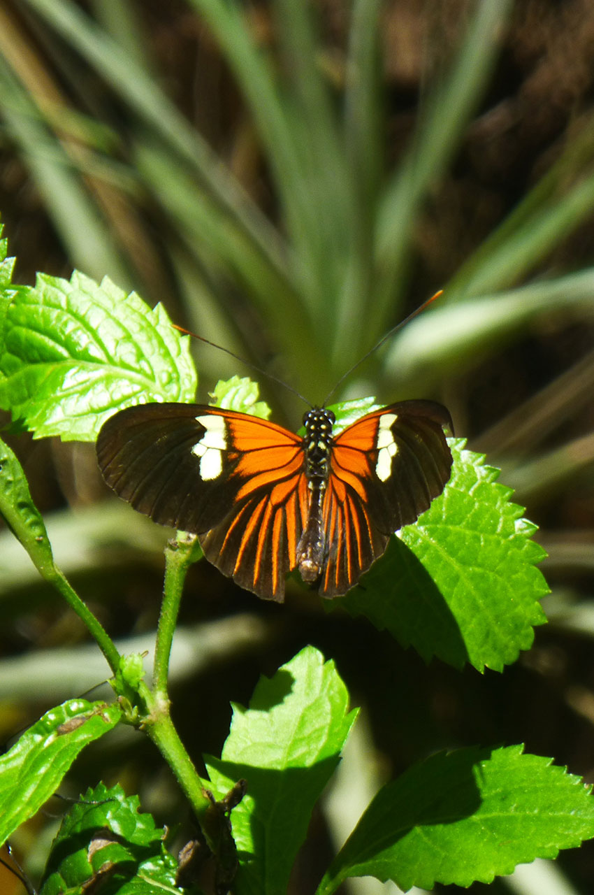 Heliconius doris (papillon)