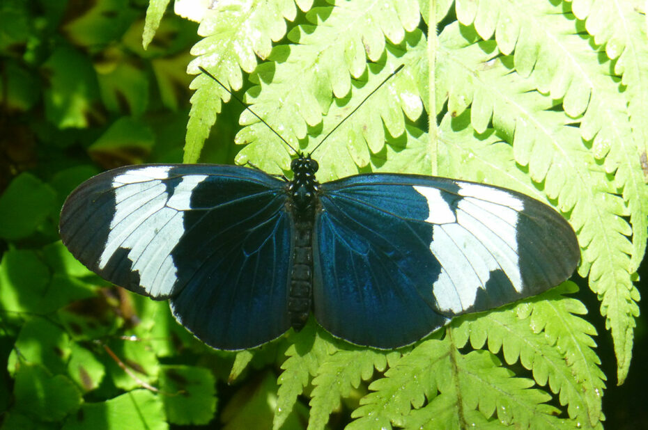 Heliconius sara (papillon)