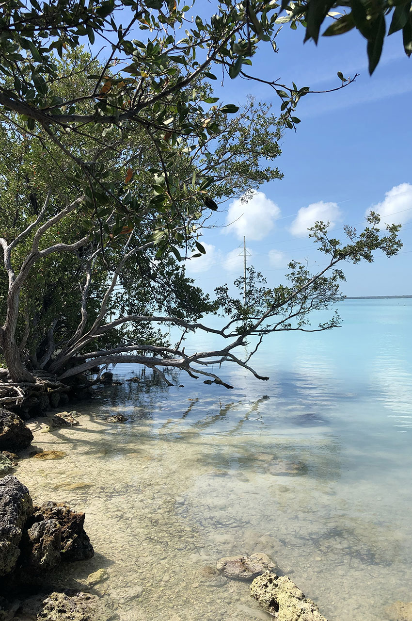 Des herbiers marins, des mangroves et une incroyable diversité de vie