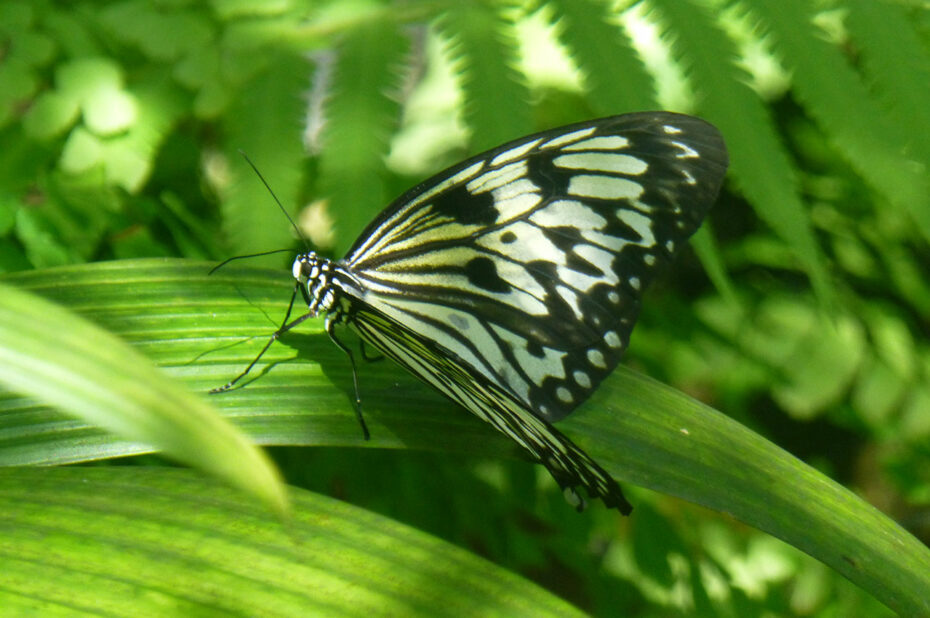 Idea leuconoe ou grand planeur (papillon)