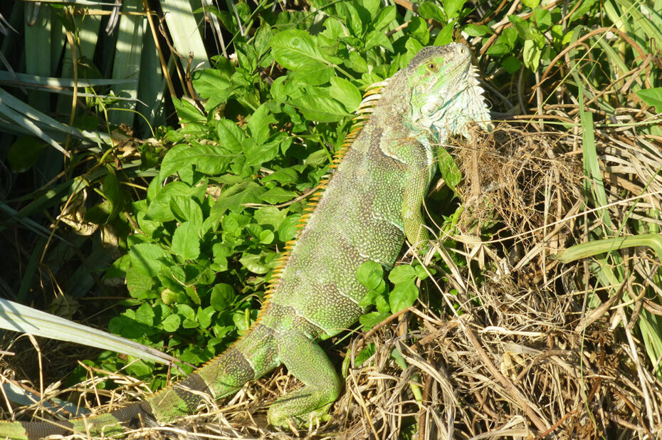 Iguane vert