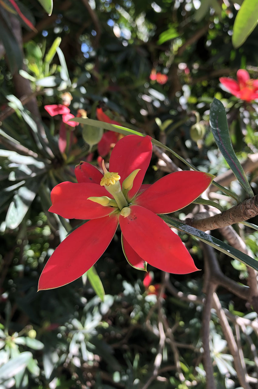 Jamaican Poinsettia