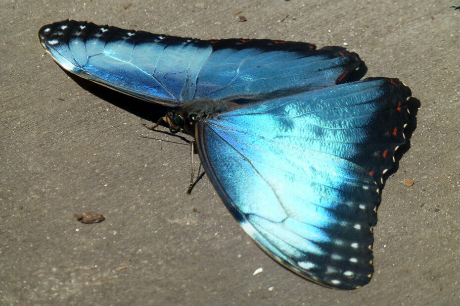 Morpho helenor (papillon)