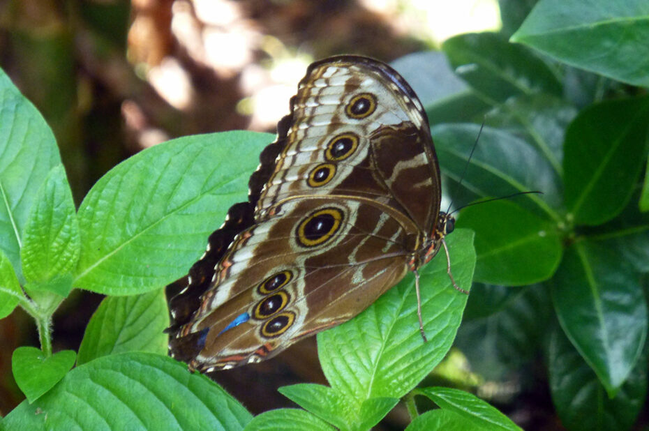 Morpho peleides (papillon)