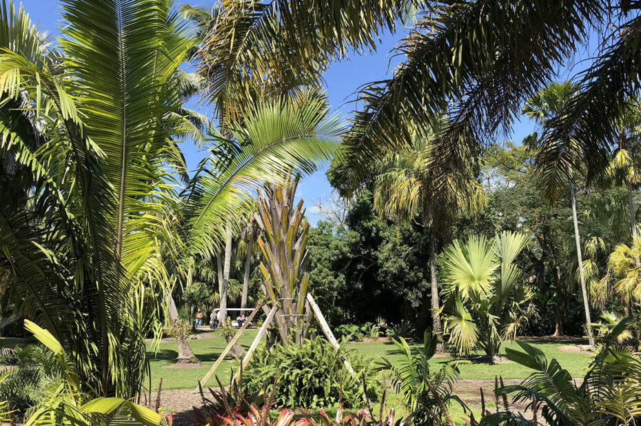 Nombreuses variétés de palmiers au Fairchild Garden