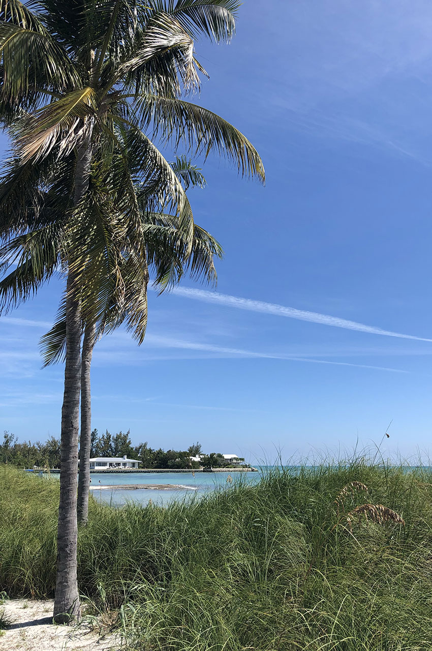 Palmier sur la plage de Sombrero Beach