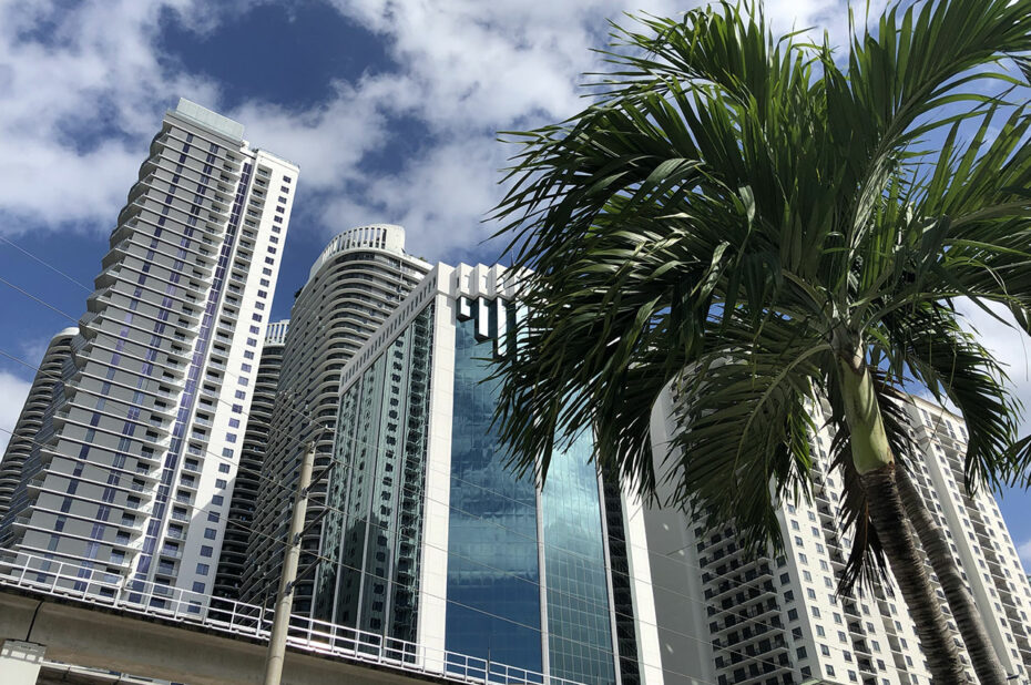 Palmier devant les immeubles de Brickell