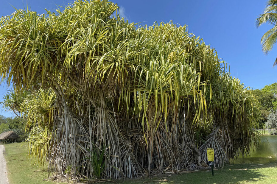 Pandanus