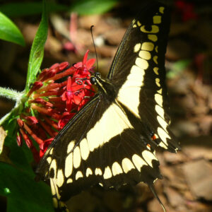 Papilio cresphontes ou grand porte-queue (papillon)