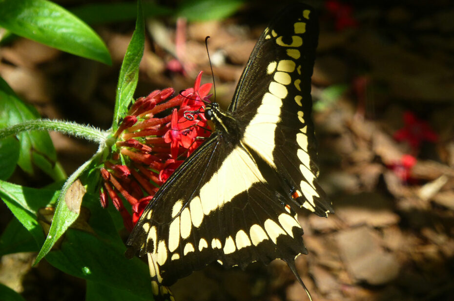 Papilio cresphontes ou grand porte-queue (papillon)