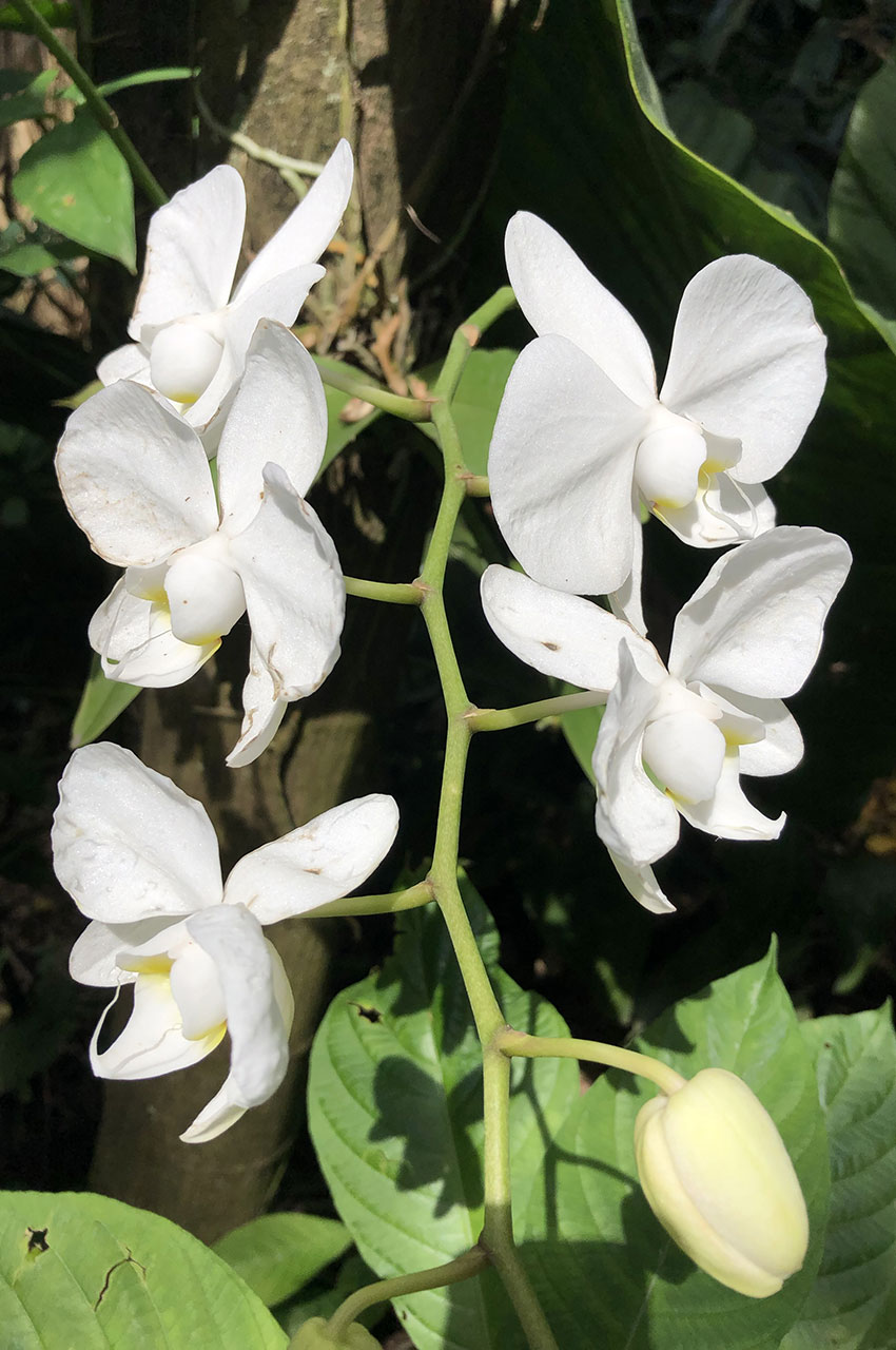 Phalaenopsis equestris blanche (orchidée)