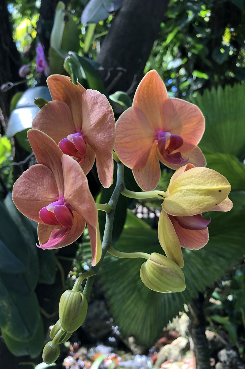 Phalaenopsis (orchidée papillon) orange