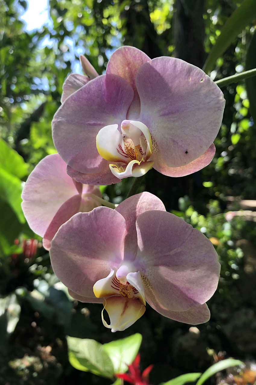 Phalaenopsis rose clair