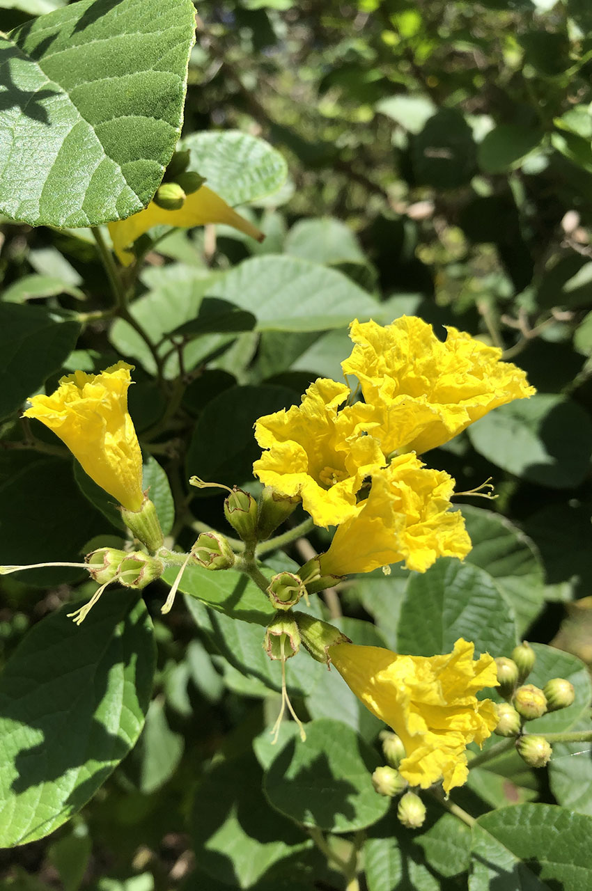 Tecoma Ou Esperanza Jaune