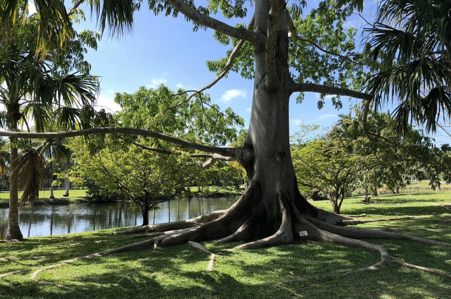 Vieil arbre avec des racines en surface