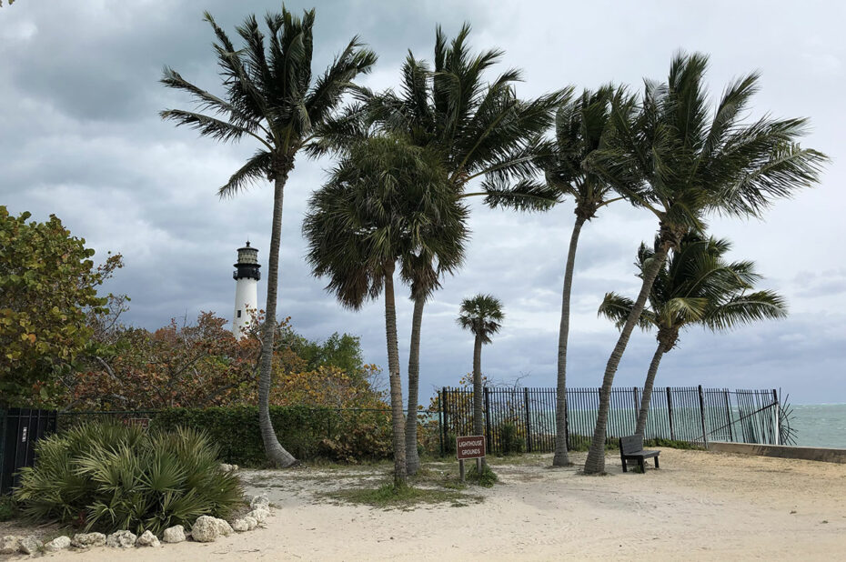 Palmiers devant le phare