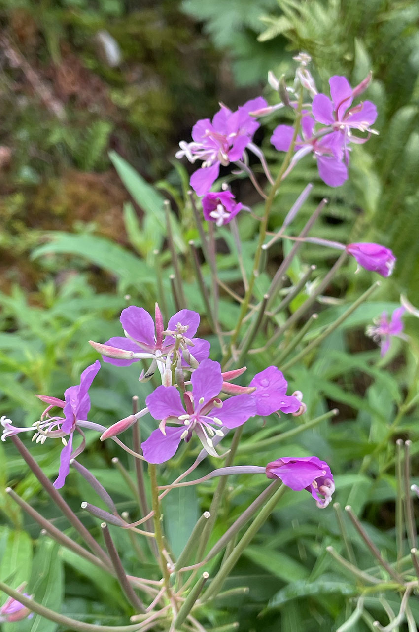 Épilobes à feuilles étroites (fleur)