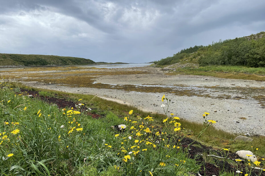 Fleurs au bord de la plage dans la réserve de Badeplass