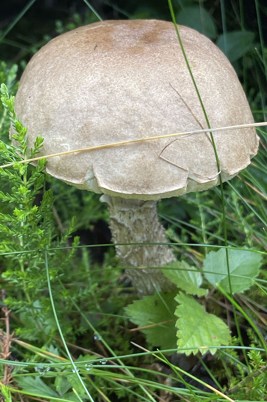 Bolet rude blanc (champignon)